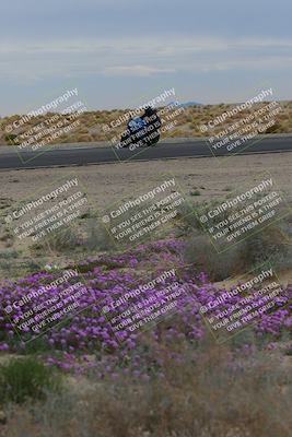 media/Jan-14-2023-SoCal Trackdays (Sat) [[497694156f]]/Turn 14 Exit Bloomig (145pm)/